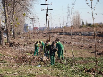 کاشت بیش از ۲ هزار و ۲۰۰ اصله نهال در مبادی ورودی شهر ساری انجام شد