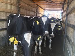 ۳۳۸ هزار رأس دام بابل هویت دار شد