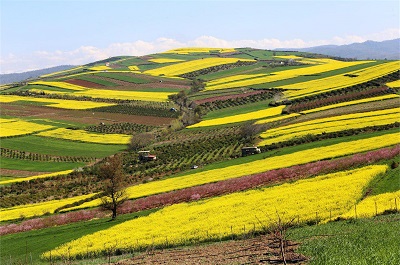 آغاز برداشت کلزا در شهر گلوگاه