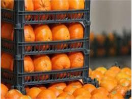 تولید ۵۷۰ هزار تن مرکبات در بابل