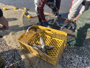 شرکت‌های پره از تمدید صید ماهیان استخوانی خزر عقب نشینی کرد