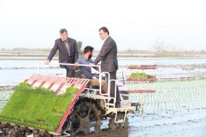 نخستین نشا مکانیزه برنج کشور با حضور استاندار مازندران در روستای مریج محله در شهرستان آمل