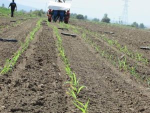 کشت مکانیزه ذرت با دستگاه ردیفکار برای اولین بار در آمل انجام شد
