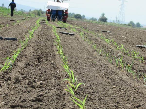 کشت مکانیزه ذرت با دستگاه ردیفکار برای اولین بار در آمل انجام شد