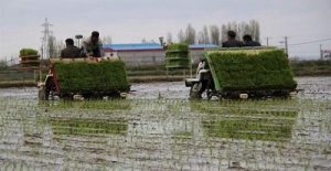 نشاکاری ۱۵ هزار هکتار شالیزار بابلسر