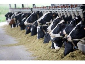 پرداخت ۱۰ میلیارد تسهیلات سرمایه در گردش به دامداران بهشهری