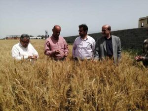 پیش بینی تولید ۱۵۰ هزار تن گندم در استان مازندران