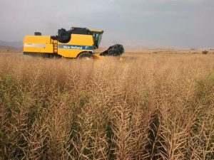 پیش بینی تولید ۲۰۰۰ تنی کلزا در شهرستان میاندورود