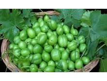 پیش بینی تولید ۸۵۰۰ تنی گوجه سبز در شهرستان بابل