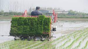 کشت مکانیزه ۸۰۰ هکتار از شالیزهای برنج در نور