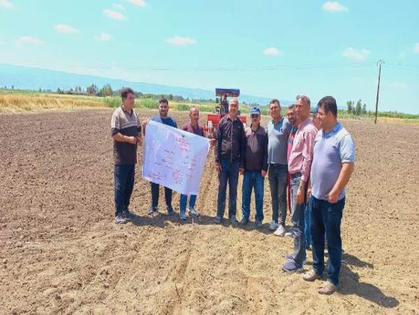 کشت هزار هکتاری پنبه در شهرستان بهشهر