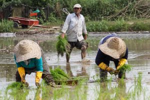 گله تشکل‌های بخش کشاورزی مازندران