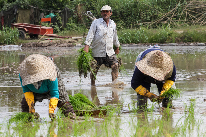 گله تشکل‌های بخش کشاورزی مازندران