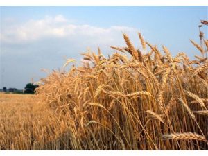 برداشت ۳۰۰۰ هکتار از مزارع گندم شهرستان نکا