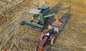 خرید ۴۱۰۰ تن گندم از کشاورزان گلوگاه