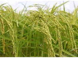 ظهور اولین خوشه برنج در شالیزارهای شهرستان بهشهر