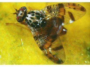 ردیابی مگس میوه در ۲۵۰ هکتار از باغات شهرستان نکا