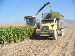 لزوم توسعه کشت علوفه بعد از برداشت برنج در استان مازندران