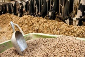 تخصیص ۱۵۰ تن نهاده دامی به دامداران منطقه هزارجریب شهرستان نکا