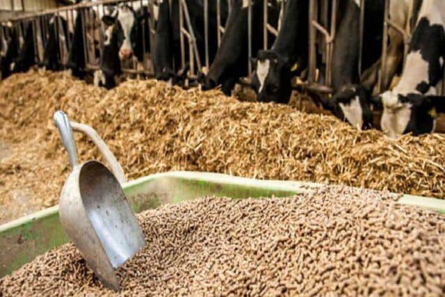 تخصیص ۱۵۰ تن نهاده دامی به دامداران منطقه هزارجریب شهرستان نکا