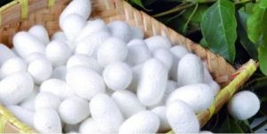 توزیع ۲۰۰۰ جعبه تخم نوغان بین نوغانداران شهرستان بابل