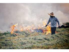 جریمه نقدی و مجازات حبس در انتظار آتش‌زنندگان بقایای مزارع برنج