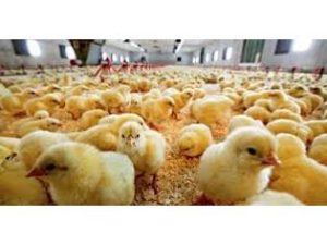 جوجه ریزی ۳۵۰ هزار قطعه ای در شهرستان گلوگاه