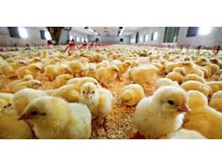 جوجه ریزی ۳۵۰ هزار قطعه ای در شهرستان گلوگاه