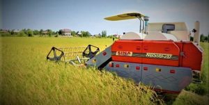 برداشت برنج از ۱۹۴ هزار هکتار شالیزارهای استان مازندران