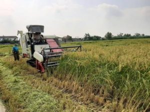 برداشت مکانیزه ۲۰۶ هزار هکتار مزارع برنج از استان مازندران
