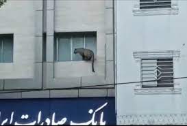 از تغییرات فرهنگی ژن های خوب تا تجهیزات ضعیف دستگاه های امداد رسان