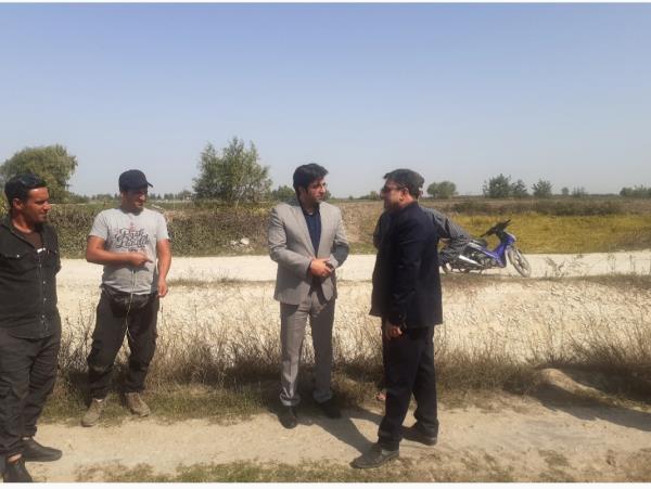 تولید ۶ هزار تن برنج پرورش رتون و کشت مجدد در شهرستان جویبار