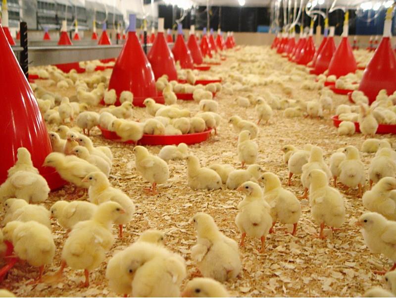 ظرفیت ۴۰ میلیون قطعه جوجه ریزی در مرغداری های استان مازندران