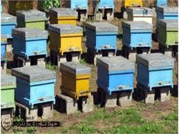 فعالیت ۶۵۰۰ کلنی زنبور عسل در شهرستان جویبار