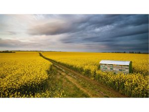 کشت ۱۰۰۰ هکتاری کلزا در شهرستان  آمل