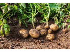 کشت ۲۴ هکتاری سیب زمینی پاییزه در شهرستان گلوگاه