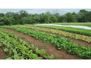 کشت ۲۷۰ هکتاری سبزی در شهرستان بهشهر