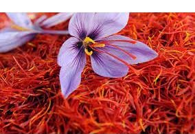 ۱۳ کیلوگرم زعفران یا طلای سرخ در گلوگاه برداشت شد