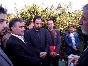 آغاز عرضه محصولات باغی استان مازندران در مناطق مختلف شهرداری تهران