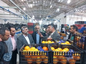 بازدید فرماندار مرکز استان از واحد های سورتینگ و انبار ذخیره مرکبات در بخش مرکزی شهرستان ساری