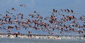 بهشت پرندگان؛ غرق در هیاهو