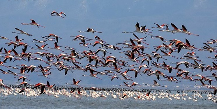 بهشت پرندگان؛ غرق در هیاهو