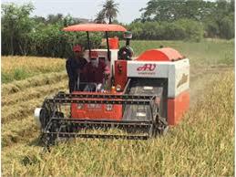 تولید ۴۵ هزار تن شلتوک کشت مجدد و رتون در شهرستان محمودآباد