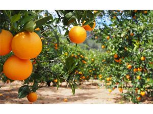 شناسنامه دار شدن ۶۰ هکتار باغ مرکبات قائم شهر شناسنامه