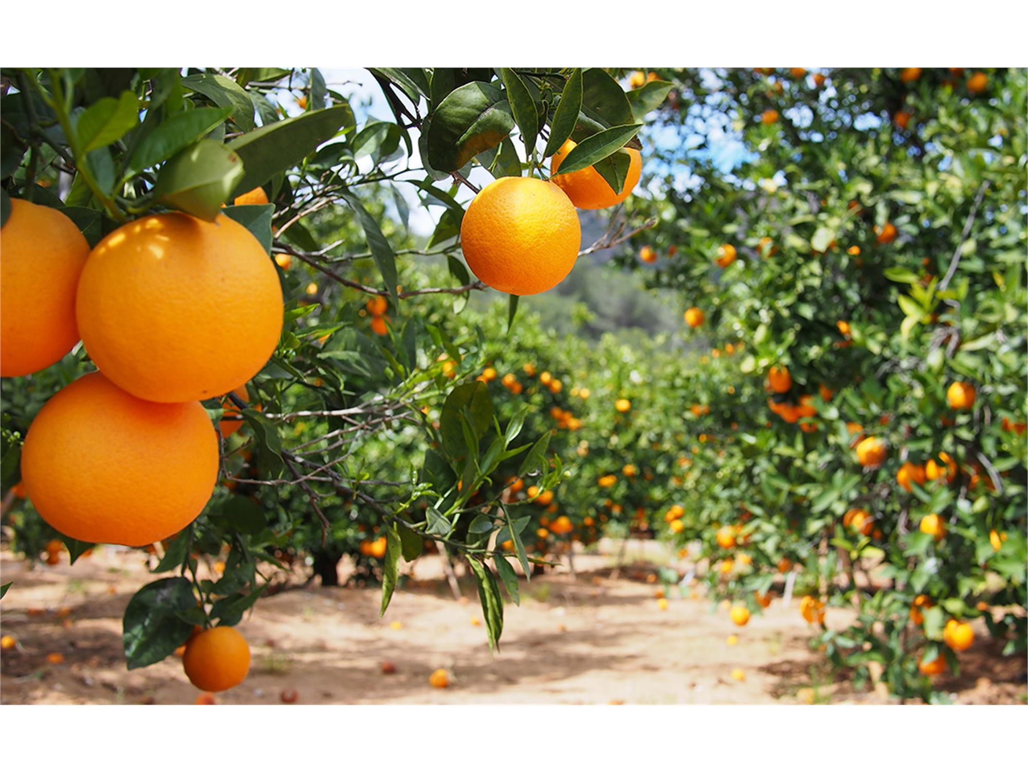 شناسنامه دار شدن ۶۰ هکتار باغ مرکبات قائم شهر شناسنامه