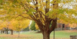 پایان هفته‌ای صاف همراه با افزایش دما در آسمان استان مازندران