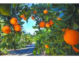 ۲۷۸ هکتار از باغهای مرکبات بابل شناسنامه دار شد