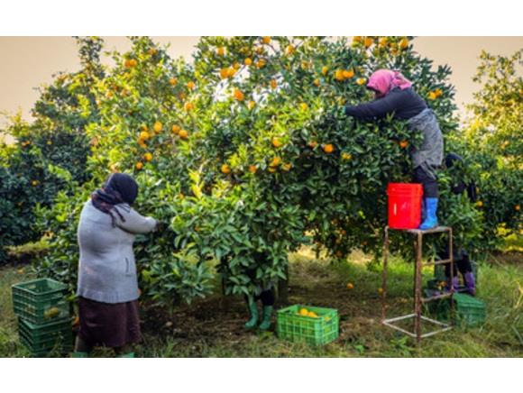 تولید ۲۱ هزار تن پرتقال در شهرستان محمودآباد