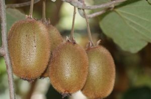 تولید ۲۲۰ هزارتن کیوی در استان مازندران