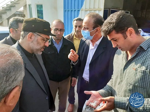 خرید توافقی ارقام پر محصول برنج در ساری آغاز شد